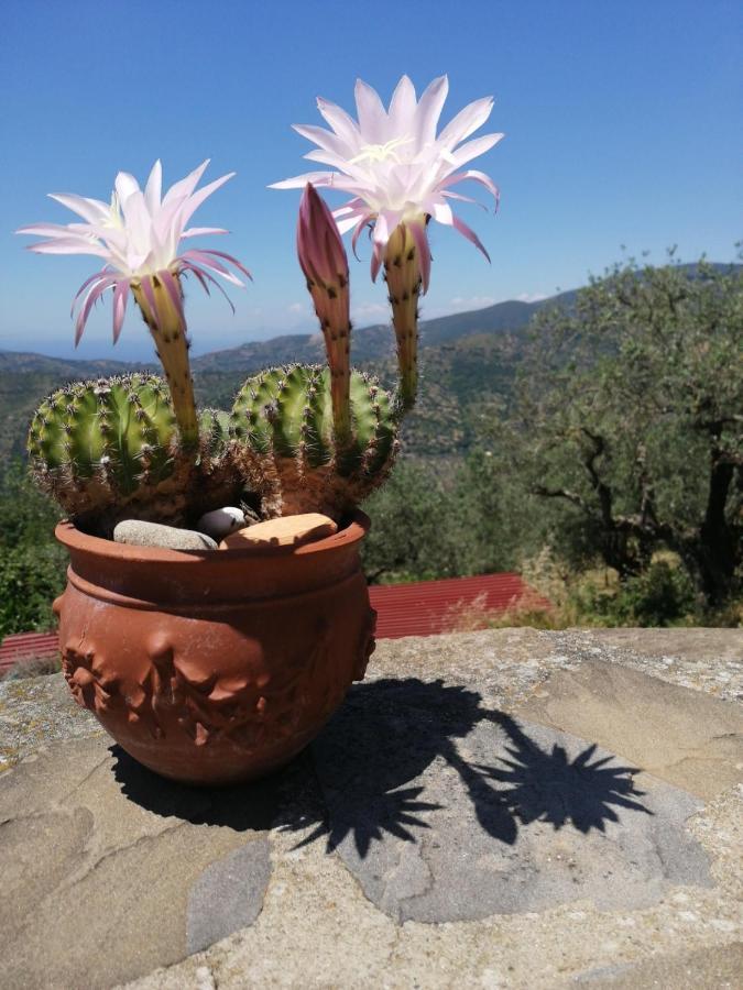 Villa Agricoltura Rascio San Mauro Cilento Exterior foto